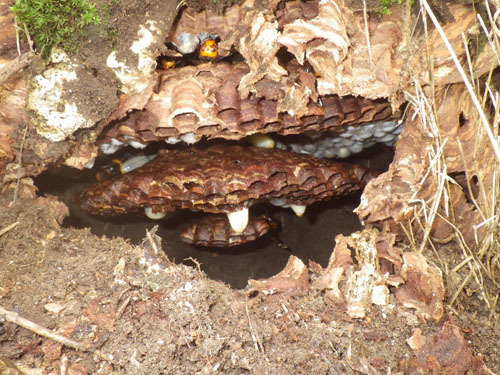 オオスズメバチの巣の外被をむいた土中の巣