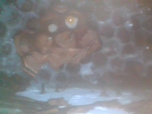 ファイバースコープで見たヒメスズメバチの巣(矢吹町）
