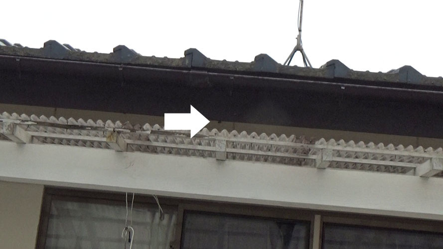 福島市で見つけにくいアシナガバチの巣