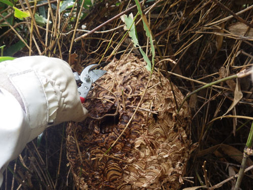 スズメバチの巣の撤去作業（田村市）