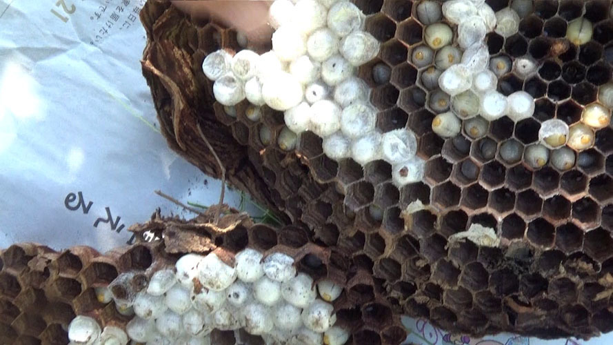 撤去したオオスズメバチの巣（須賀川市）