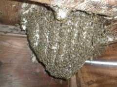 ミツバチの巣が屋根裏に
