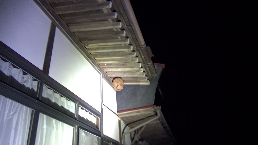 須賀川市でスズメバチ駆除の現場
