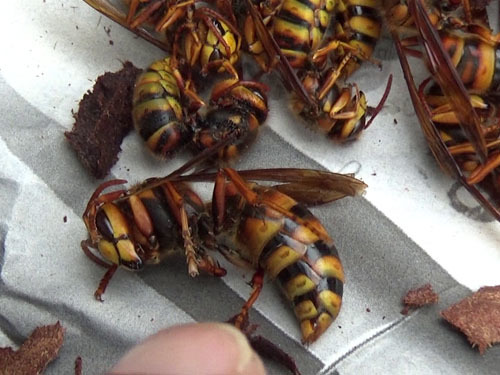 田村市で撤去したキイロスズメバチの巣の女王蜂
