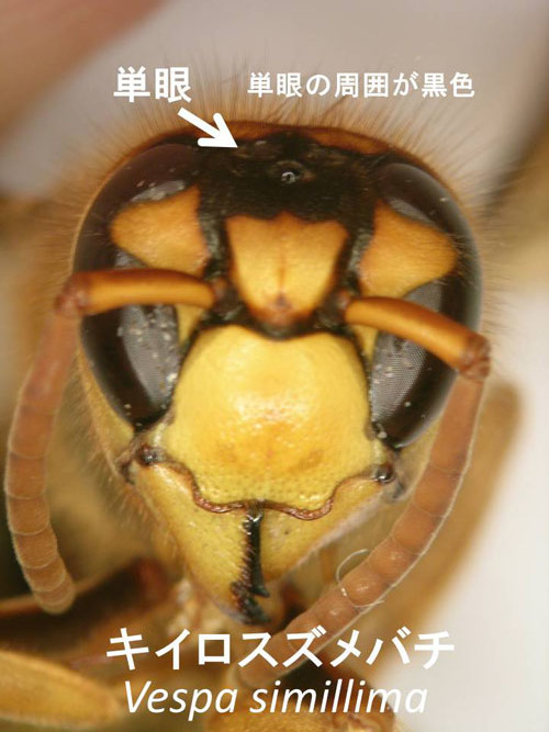 キイロスズメバチの顔