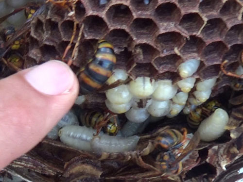 本宮市でキイロスズメバチの巣の中にいた女王蜂