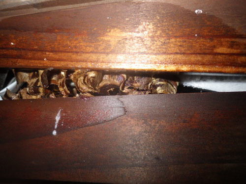 西郷村で駆除したスズメバチの巣