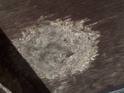 スズメバチの巣を撤去した巣跡（二本松市）