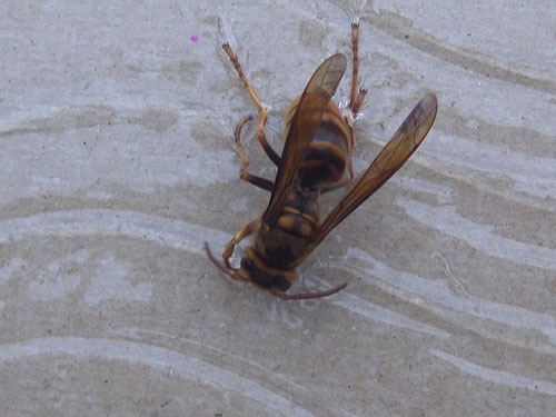 天栄村でスズメバチを粘着板で捕虫