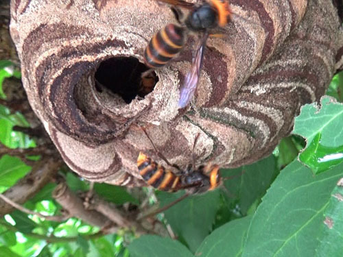 喜多方市で巣の刺激１回目にスズメバチの対する反応