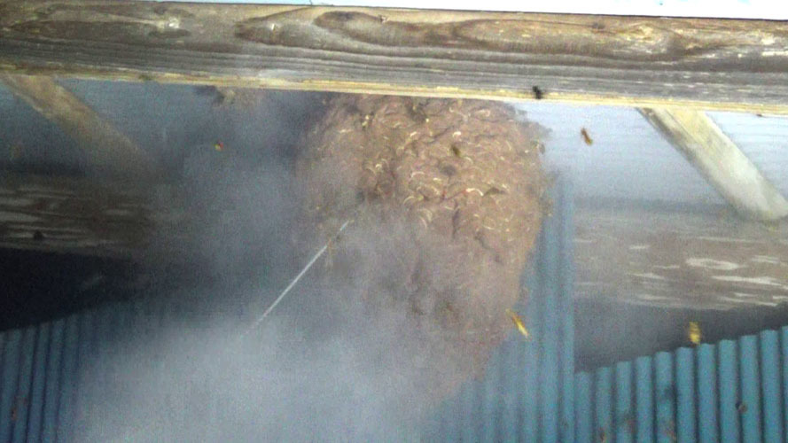 キイロスズメバチの巣に殺虫剤を噴射
