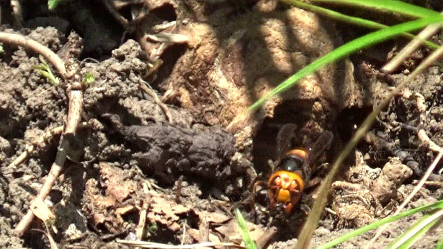 オオスズメバチの巣の巣門（須賀川市）