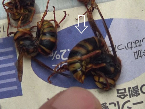 土蔵の軒下に作ったスズメバチの巣の女王蜂（福島市）