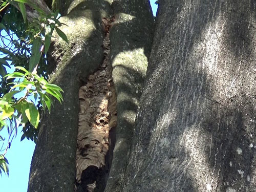 巨木の樹洞の全体にモンスズメバチが目張り