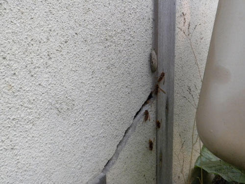 壁間に作ったキイロスズメバチの巣（平田村）