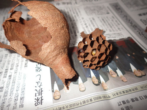 駆除したスズメバチの逆とっくり型の巣（郡山市）