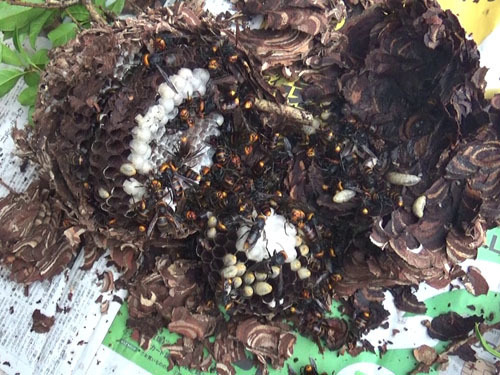 郡山市で撤去したコガタスズメバチの巣