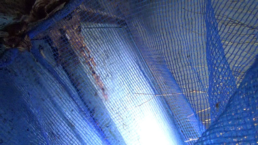 スズメバチの巣をネットで撤去（郡山市）