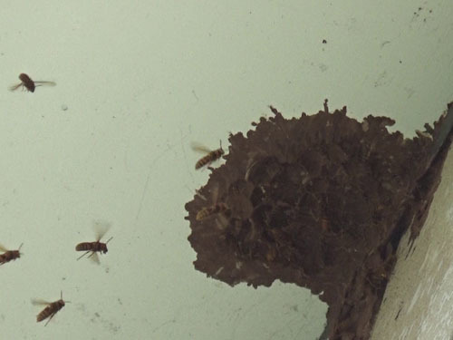 スズメバチの巣跡に群がるスズメバチたち（二本松市）