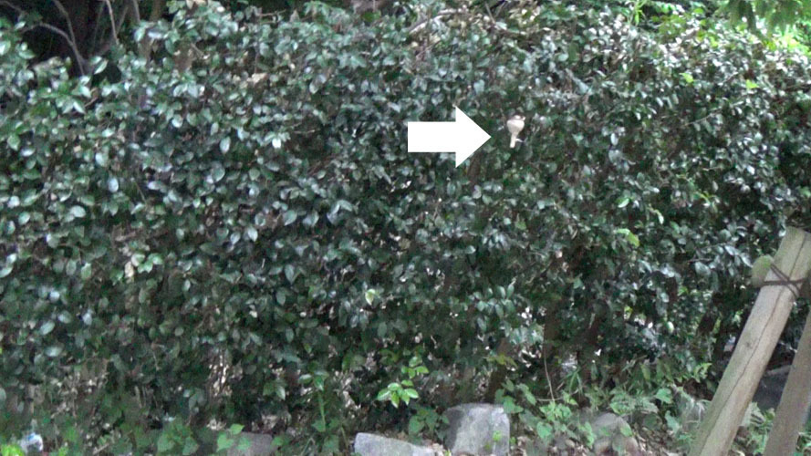 巣を解体します。 女王蜂が巣の中から出てきました。巣を解体すると巣盤が１層で、その中の子どもを育てる育房室は卵～中熟幼虫で満室になっていました。幼虫の発育具合から巣を作ってから２週間ほどの巣と推定しました。