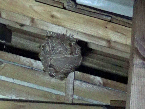 スズメバチの巣は屋根裏にあった（国見町）