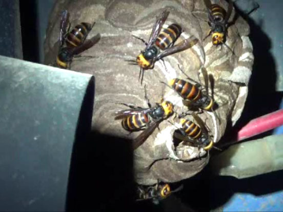 福島市でコガタスズメバチに刺される