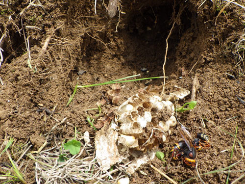 掘り出したスズメバチの巣（その２）（福島市）