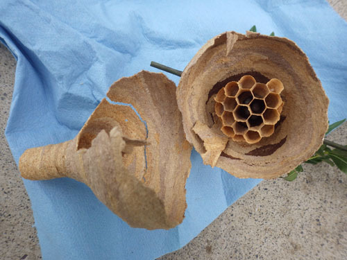 駆除したスズメバチの巣を解体（須賀川市）