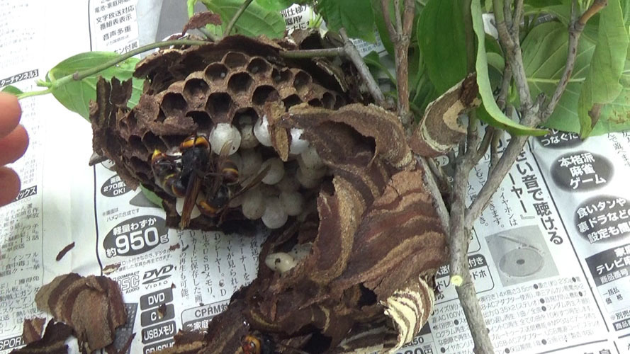 隙間から軒裏天井にファイバースコープを挿入して巣の状態確認（本宮市糠沢）