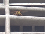 福島市で通気口から出入りするキイロスズメバチの巣