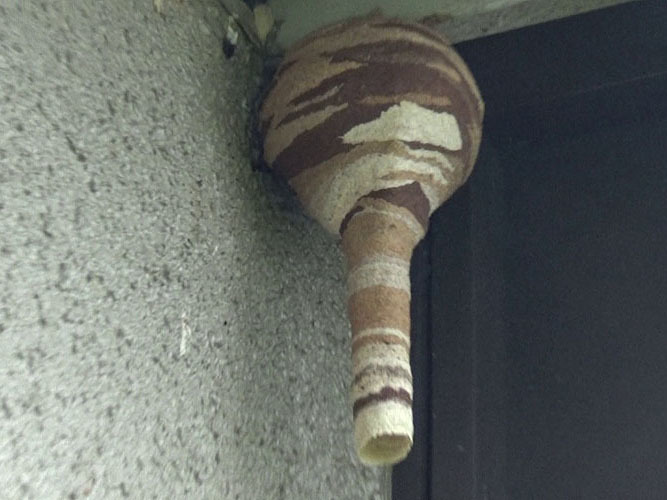 コガタスズメバチの「逆とっくり型の巣」（福島市）