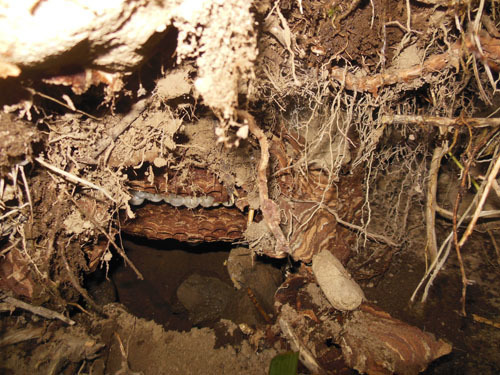 掘り出した土中のオオスズメバチの巣（郡山市）