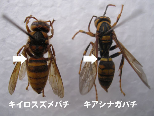 スズメバチとアシナガバチの胸部と腹部のくびれ比較