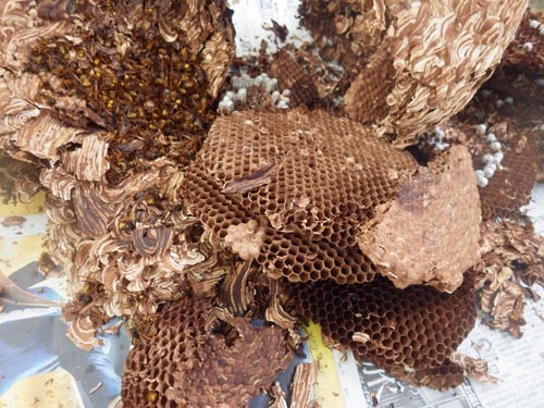 駆除したスズメバチの巣はスカスカ（小野町）