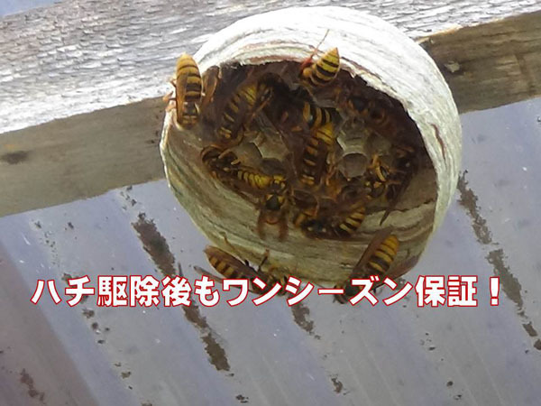 ハチ駆除後の保証