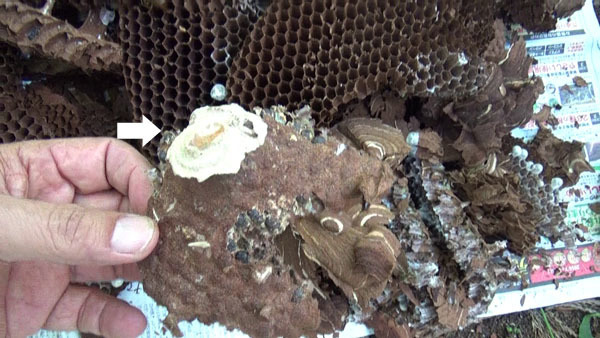 駆除したスズメバチの巣に初期巣の痕跡（泉崎村）