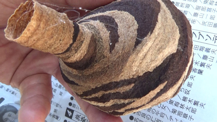 駆除した逆とっくり型のスズメバチの巣（須賀川市）