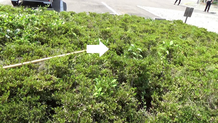 本宮市新井田でアシナガバチ駆除の現場