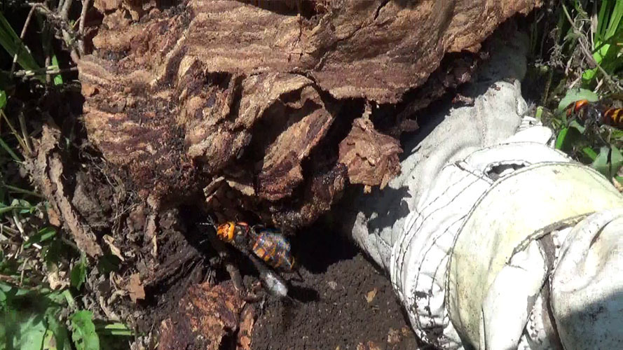 オオスズメバチの巣を撤去中（須賀川市）