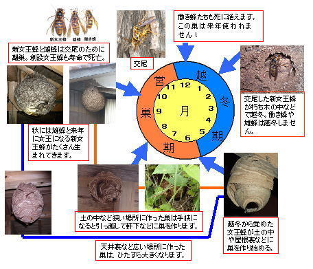 キイロスズメバチの生活史