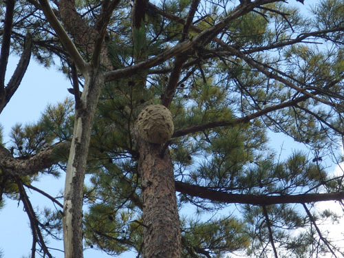 スズメバチの巣が樹木の高所にある