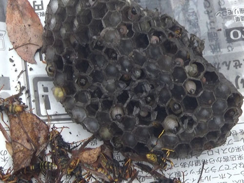 白河市で撤去したアシナガバチの巣