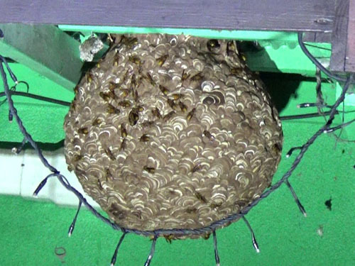 キイロスズメバチが軒下に作った巣の外で夜も警戒中