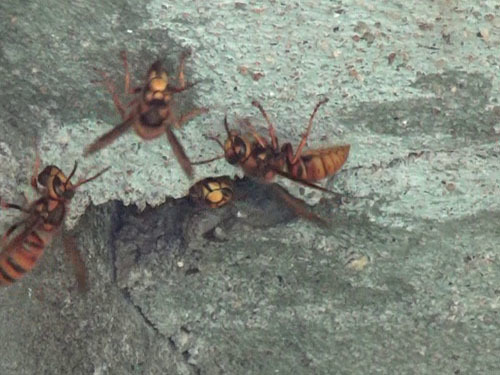 スズメバチの出入口に近づいた時の警戒態勢（郡山市）