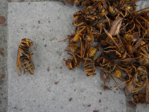 田村市で駆除したキイロスズメバチの女王蜂と働き蜂