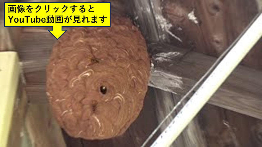 軒下のキイロスズメバチの巣
