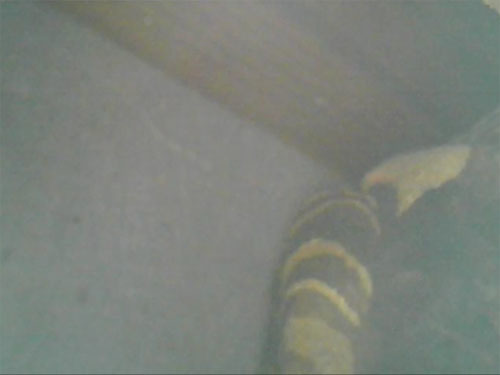 マイクロスコープで見た壁間のスズメバチの巣(矢吹町)