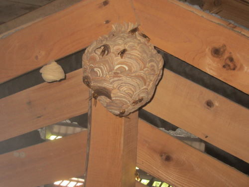 キイロスズメバチの天井裏の巣