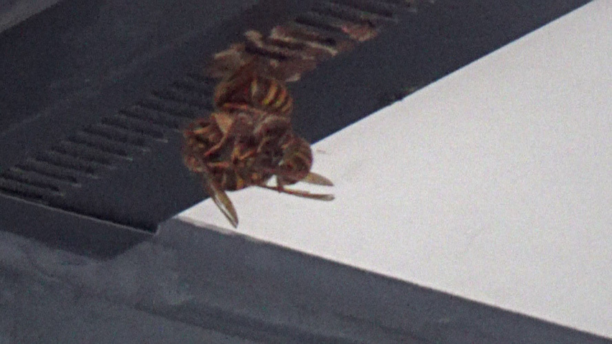 玄関の真上に作ったスズメバチの引っ越し巣（須賀川市）