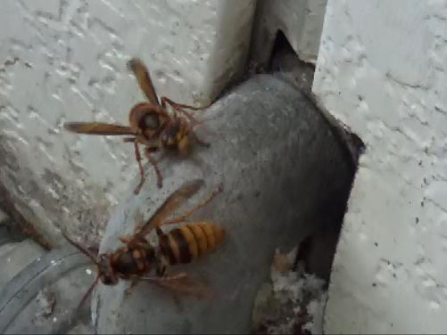 スズメバチが出入りする外壁の隙間（白河市）